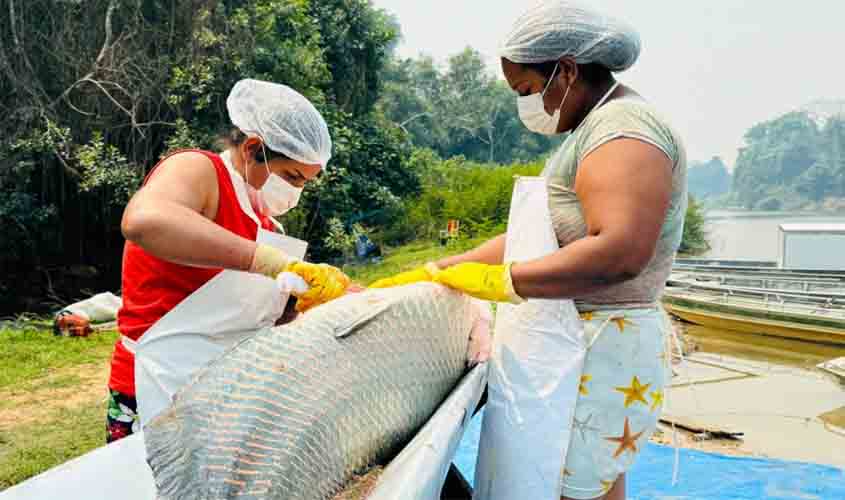 Atividades de manejo de controle do Pirarucu na Resex Rio Cautário alcançam números recordes