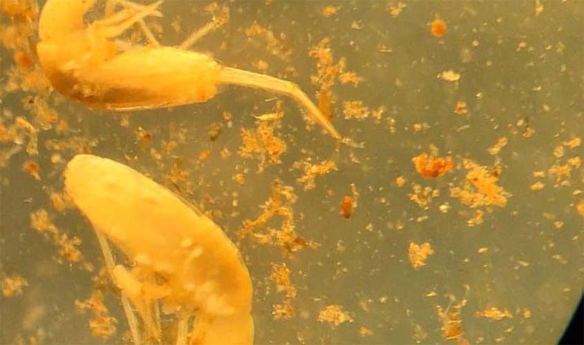 Animal em extinção de 1 mm é encontrado apenas em caverna no Pará