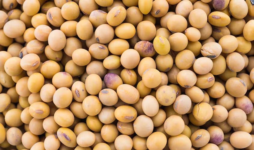 Soja e trigo hoje: confira as cotações para sexta-feira (3)