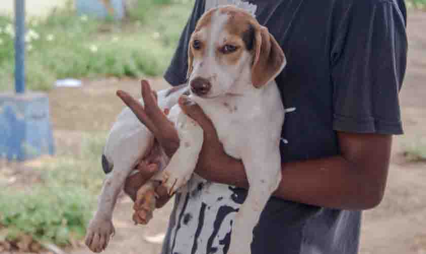 Cadastro para castração de cães e gatos segue em Porto Velho