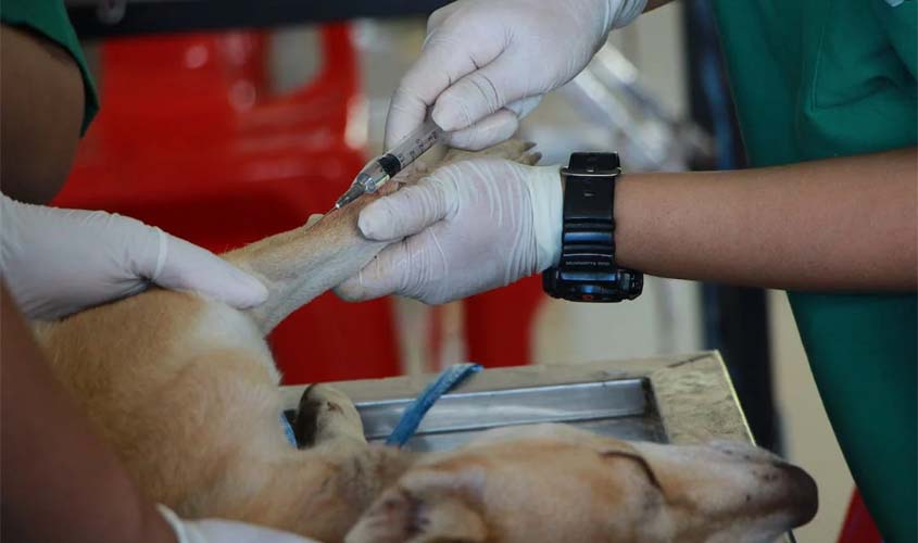 Primeira vacina canina de ADN contra leishmaniose pode ser comercializada