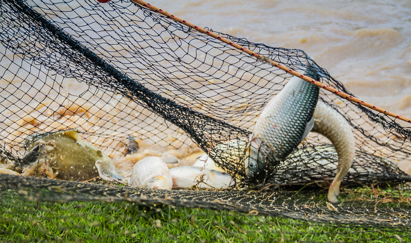 Rondônia mantém-se no ranking da produção de peixe e com licenciamento rápido e sem burocracia dos empreendimentos