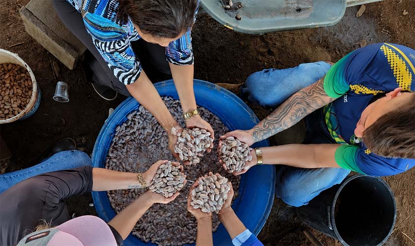 Viveiro Municipal amplia produção de mudas de cacau