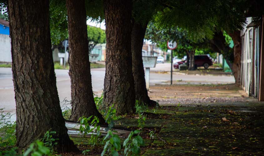 Município orienta sobre plantio, poda e erradicação de árvores em Porto Velho