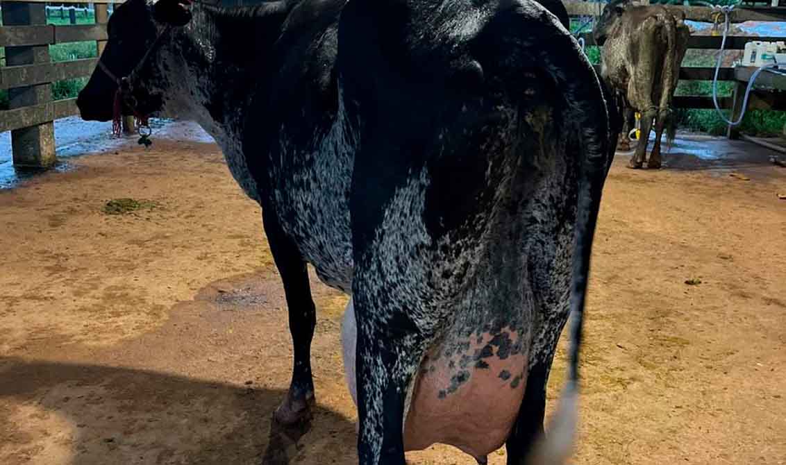 Com apoio do Governo de RO, produtores de Machadinho do Oeste se destacam em concurso leiteiro no Vale do Jamari