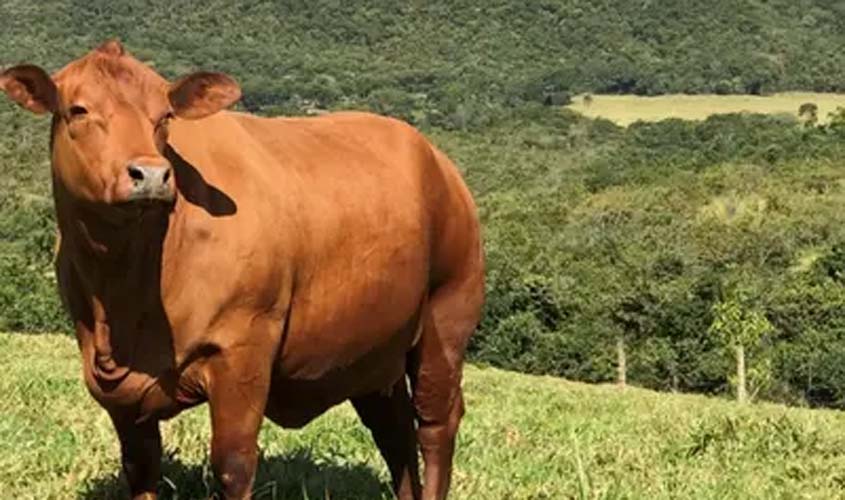 Boi gordo hoje: veja as cotações desta terça-feira