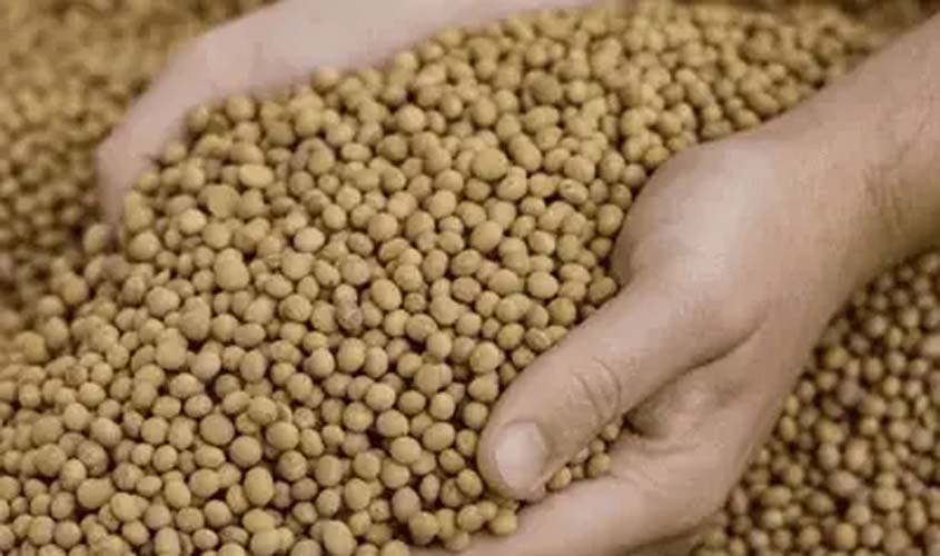 Soja e trigo: veja os preços desta terça-feira