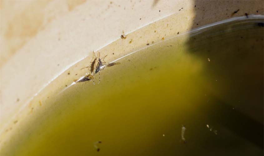 Mosquitos contra dengue chegam a Porto Velho
