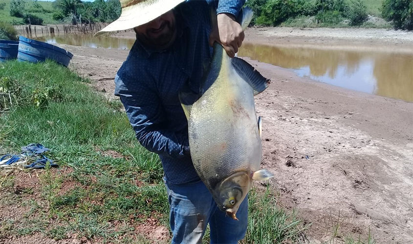 Governo de Rondônia aprova isenção da cobrança de ICMS na comercialização do peixe tambatinga no Estado