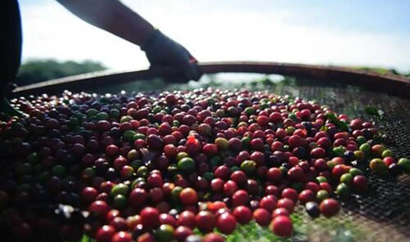 Café robusta segue renovando recordes de preços