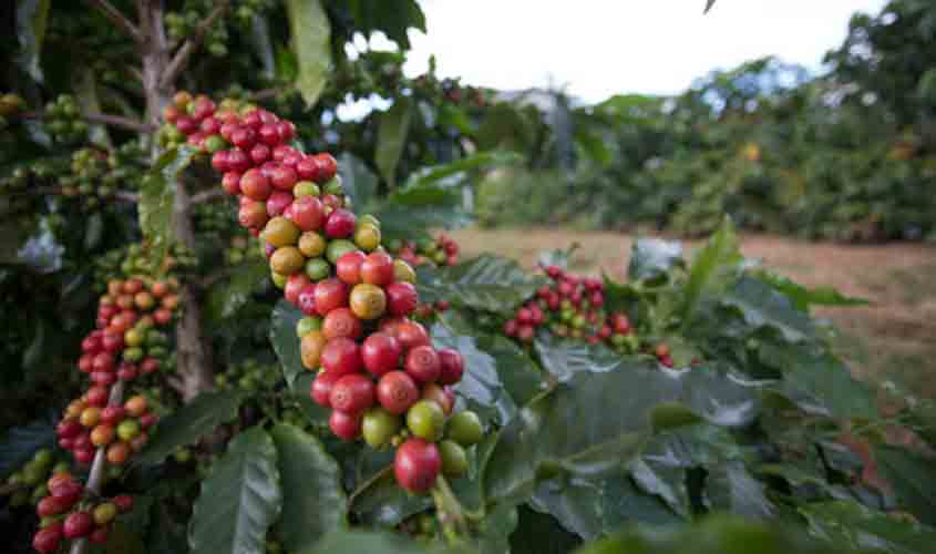 Preços do café e do açúcar em alta. Milho estável, nesta segunda-feira (04)