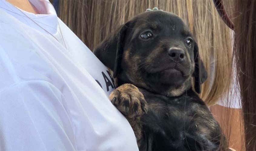 7ª feira de adoção de pets acontece em Porto Velho