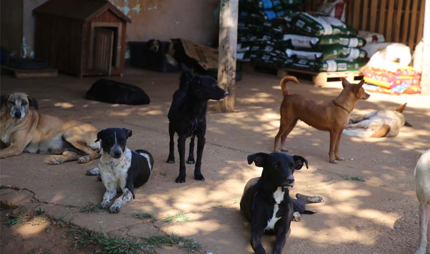 Município assume resgate e adoção de animais