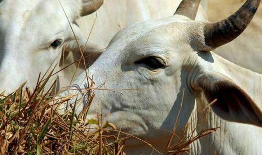 INDICADORES: preço da arroba do boi gordo inicia a quinta-feira (5) em queda