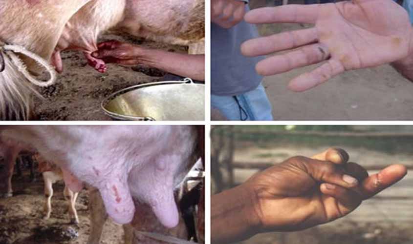 IDARON de Ouro Preto inicia ação contra provável surto de varíola bovina na região