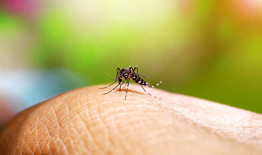 Gestantes devem redobrar os cuidados com a Dengue