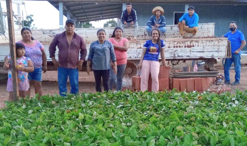 Em Rondônia, Funai entrega 4,5 mil mudas de café a famílias indígenas