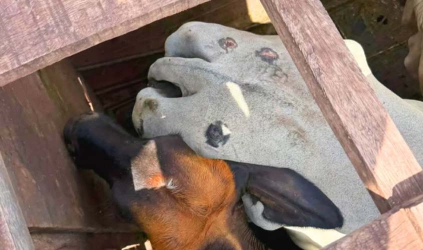 Polícia recupera 17 cabeças de gado furtadas