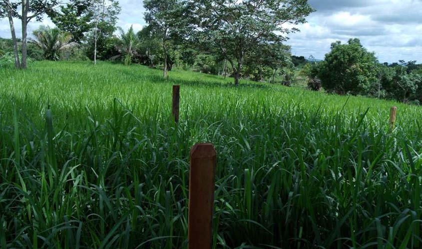 Rondônia vai criar lei para fiscalizar qualidade de sementes adquiridas de outros estados