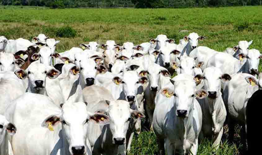 Carnes seguem com cotação em queda