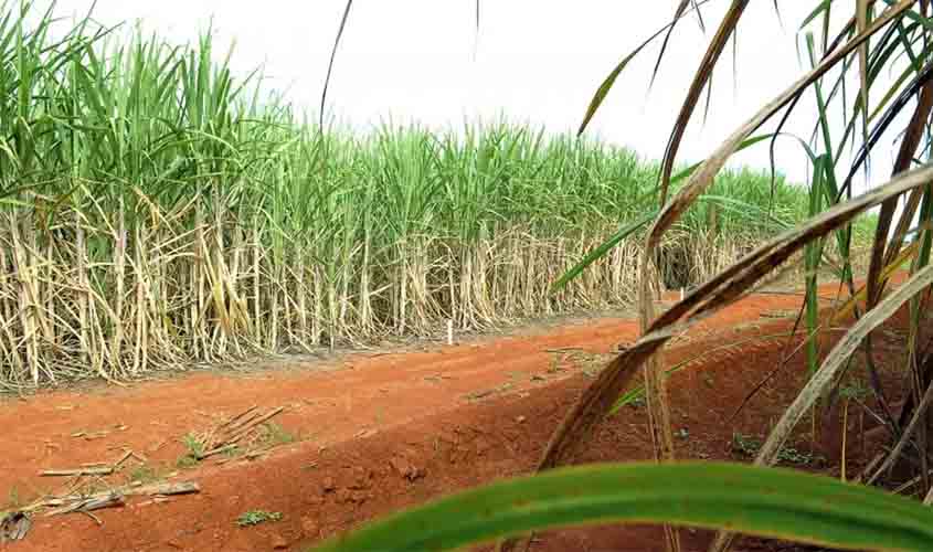 Preços do açúcar ficam abaixo do patamar de maio de 2023