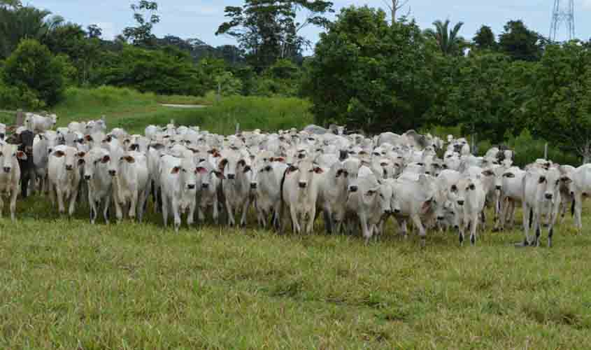 Pecuaristas devem estar atentos ao prazo para a declaração do rebanho que encerra nesta semana