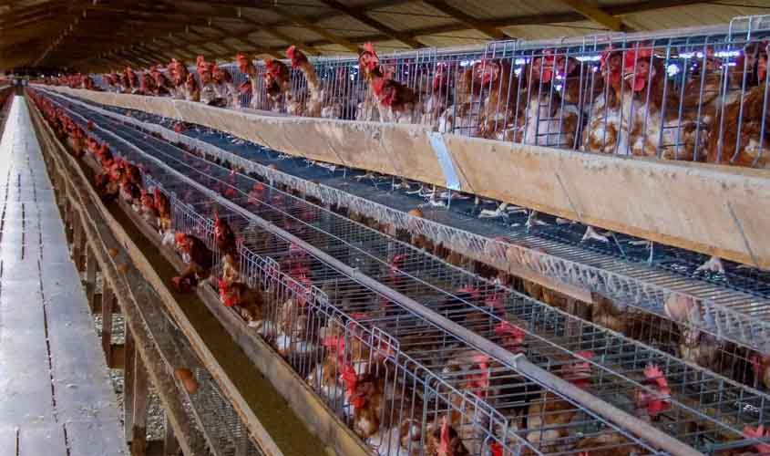 Importância da biossegurança para prevenir influenza aviária em aves é reforçada pelo governo de RO