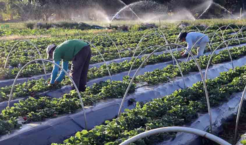 Juros mais baixos em dez linhas de crédito para a agricultura familiar