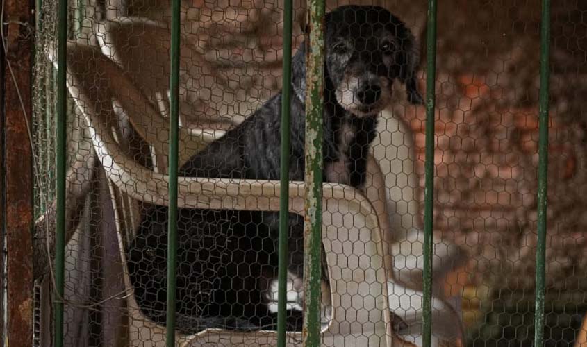 Maus-tratos a animais, saiba como denunciar e ajudar a salvar vidas 