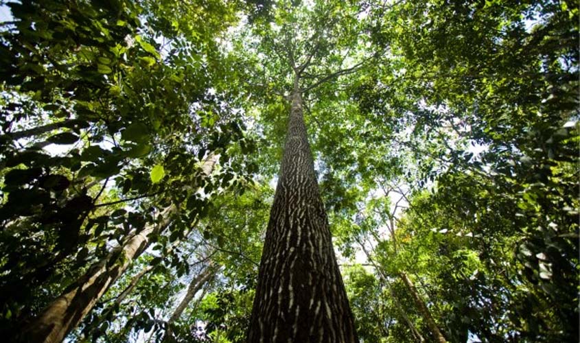 No dia da Amazônia, Energisa reforça seu compromisso com a redução de gases poluentes