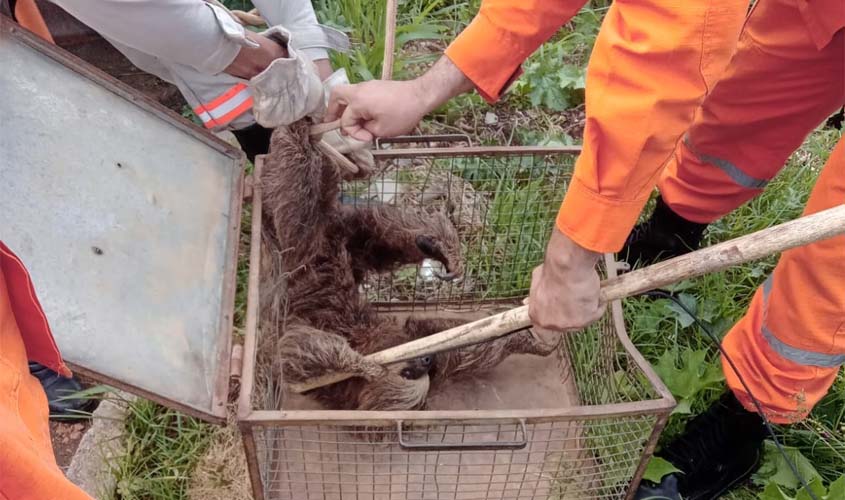 Bicho-preguiça é resgatado por equipe da Energisa em Ouro Preto do Oeste     