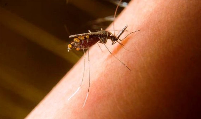 Tratamento contra malária terá novo medicamento no Brasil
