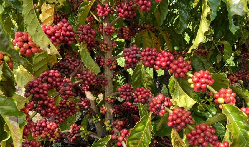Com projeto de café especial, setor produtivo aguarda o resultado do 5º Concafé
