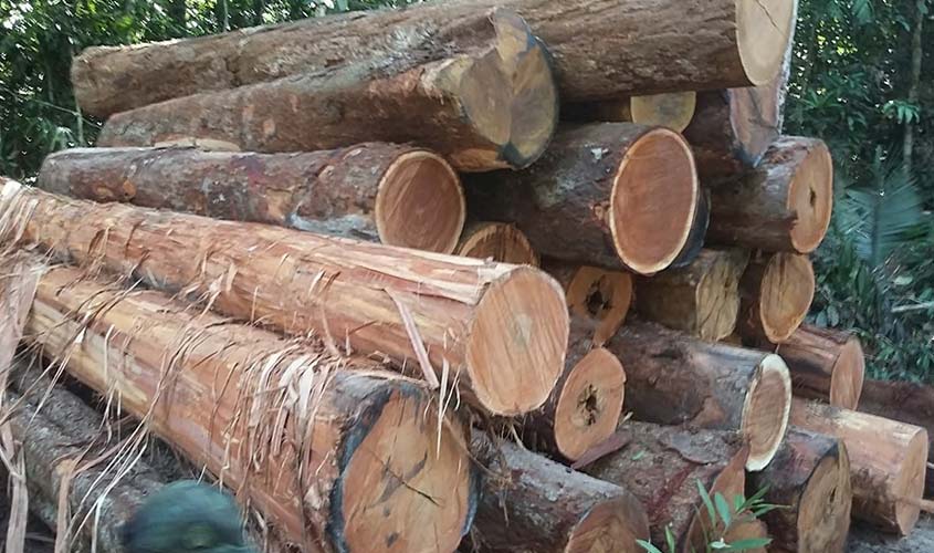 Período de restrição à extração de madeira dos projetos de manejo sustentável começa dia 31