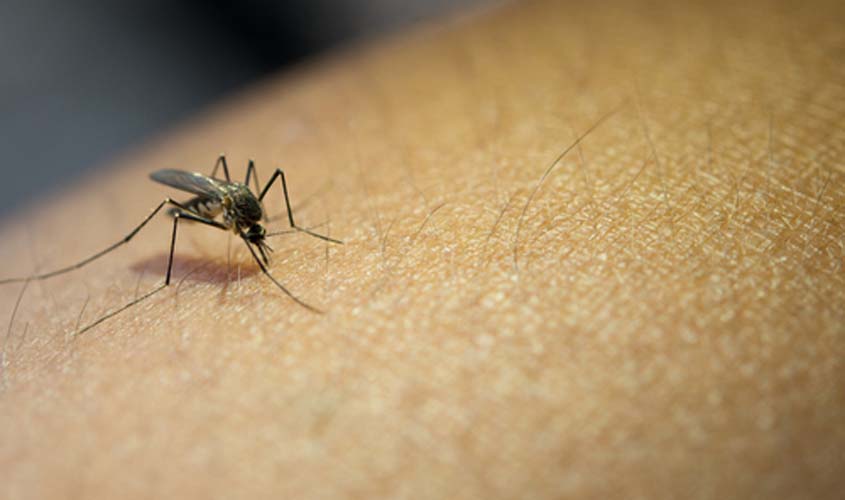 Casos de dengue aumentam 180,5% em um ano