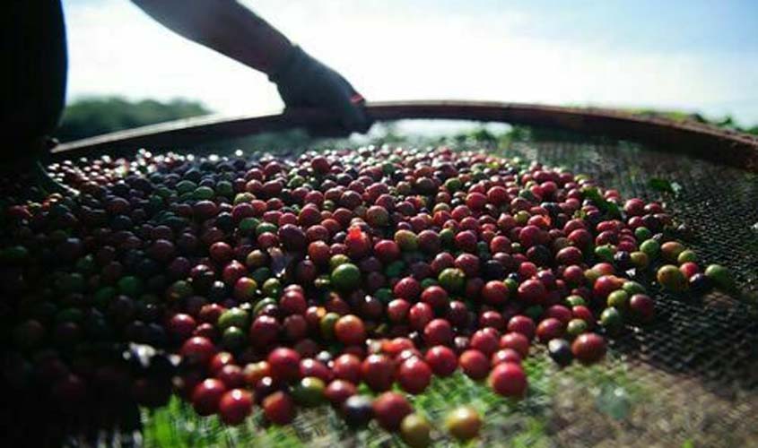 INDICADORES: café arábica registra queda no preço nesta segunda-feira (5)