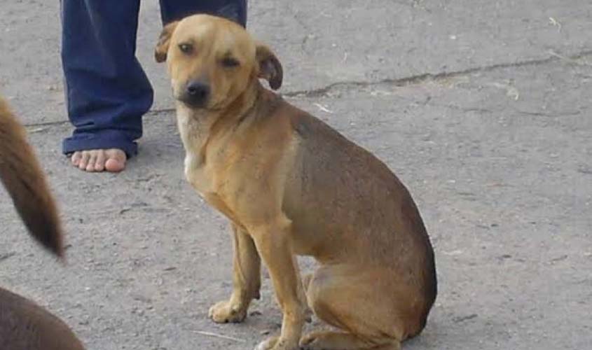 Capitão é condenado por maus-tratos a cachorro, mantém STM