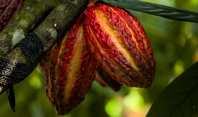 Rondônia sedia Concurso Nacional de Qualidade do Cacau