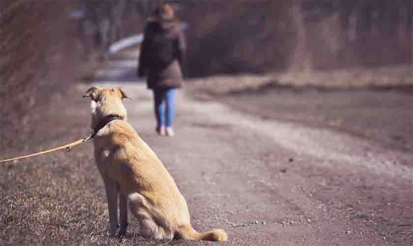 Aumento do abandono de animais durante o período de férias preocupa abrigos