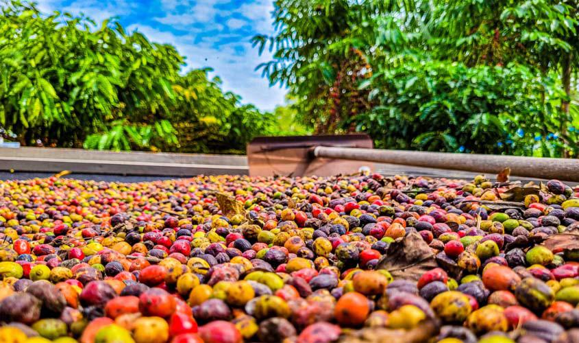 Café Robusta Amazônico é elevado a patrimônio cultural e imaterial do estado de Rondônia
