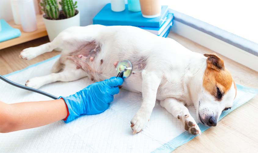 Check-up Pet: exames preventivos ajudam a manter a saúde dos animais de estimação em dia