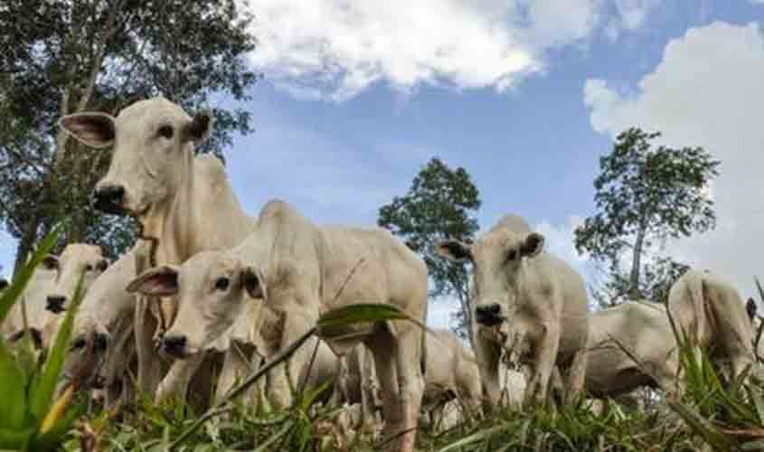 Em alta, arroba do boi gordo é vendida a R$ 321,85, nesta segunda-feira (6)