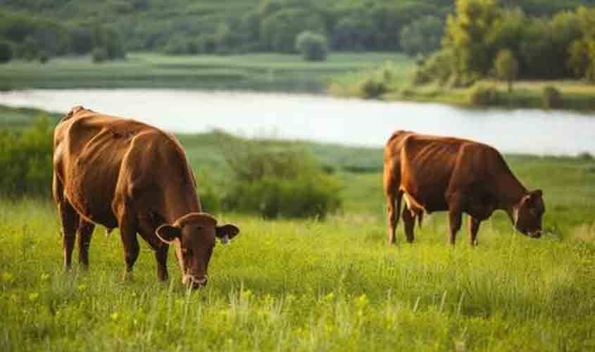 Boi gordo em queda a R$ 309,70