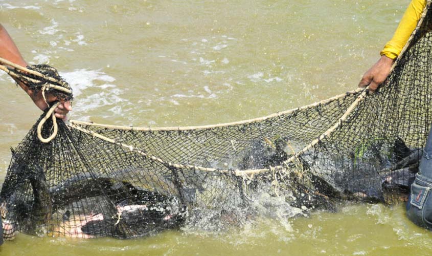 Rondônia ocupa 3° lugar entre os maiores produtores de peixes do país