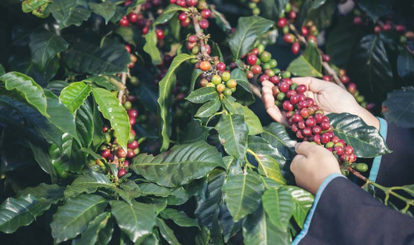 Café arábica começa a semana mais barato