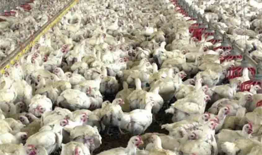 Preço médio do frango congelado fechou em alta