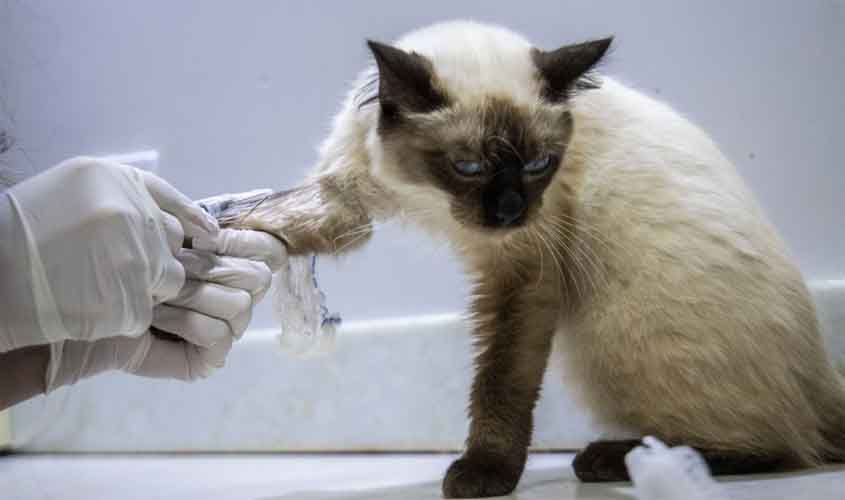 Prefeitura assina termo de fomento para Clínica Municipal de Bem-Estar Animal em Porto Velho