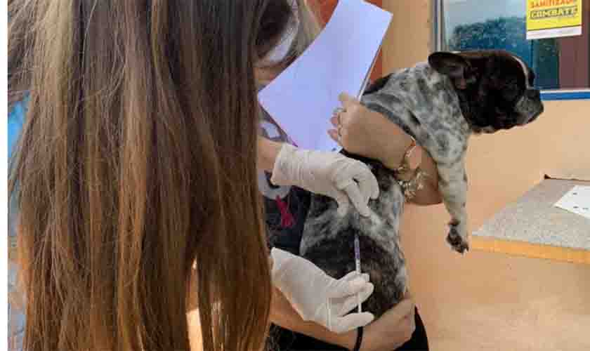 Animais são vacinados por acadêmicos do UNIFACIMED em Espigão D’Oeste  