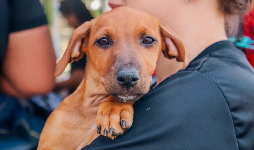 Porto Velho avança na causa animal com novos investimentos