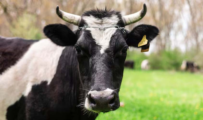 Boi gordo: confira as cotações para segunda (6)